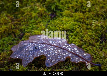 Eichenblatt mit Wassertropfen, Herbstkonzept Stockfoto