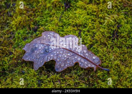 Eichenblatt mit Wassertropfen, Herbstkonzept Stockfoto