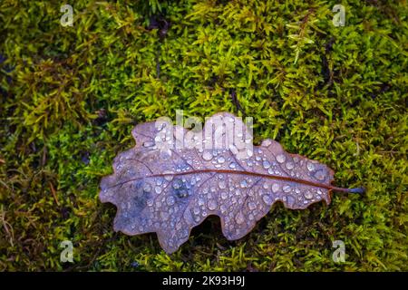 Eichenblatt mit Wassertropfen, Herbstkonzept Stockfoto
