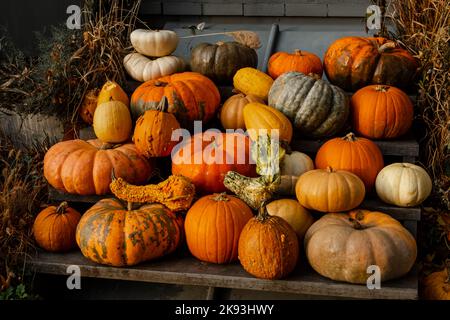 Orangefarbene Kürbisse. Kürbis, der aus der Menge heraussticht. Herbst Stockfoto