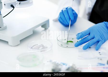 Untersuchung der Funktionsweise von Pflanzen. Ein Wissenschaftler, der ein Experiment in einem modernen Labor durchführt. Stockfoto