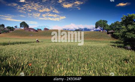 Der Sonnenaufgang der berühmten und schönen Daylilie-Blume auf dem Sixty Stone Mountain Stockfoto