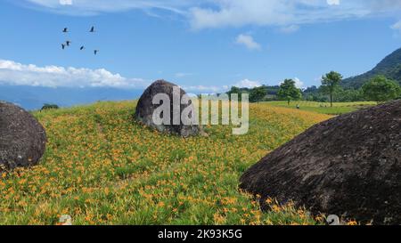 Der Sonnenaufgang der berühmten und schönen Daylilie-Blume auf dem Sixty Stone Mountain Stockfoto