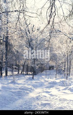 Schneewanderweg im Wald im Winter unter den Bäumen. Natur Russlands. Stockfoto