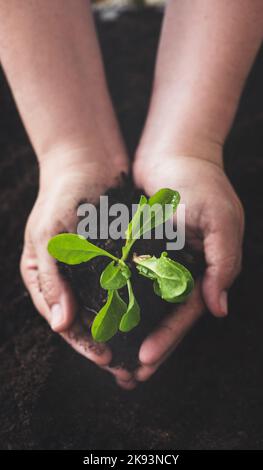 Naturen in guten Händen. In einem hohen Winkel von Händen einer nicht erkennbaren Frau, die eine Pflanze hält, die aus dem Boden wächst. Stockfoto