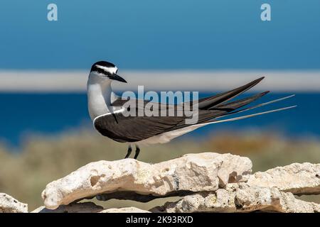 Bribled Tern, Onychoprion anaethetus auf Beacon Island, Houtman Abrolhos Islands, WA, Australien Stockfoto