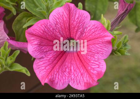 Petunia „Surfinia Hot Pink“ Stockfoto