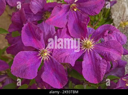 Clematis „Dorothy Walton“ Stockfoto