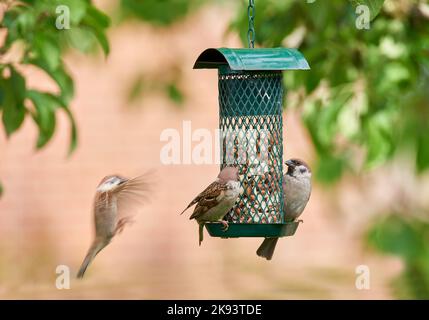 Sperling. Sperlinge sind eine Familie kleiner Singvögel, Passeridae. Sie sind auch als wahre Spatzen oder Spatzen der Alten Welt bekannt, für die auch Namen verwendet werden Stockfoto