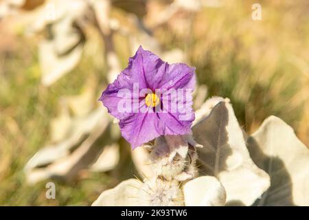 Solanum lasiophyllum, Flanellbuchse Stockfoto