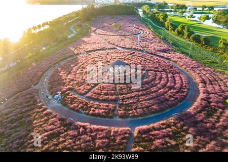 SUZHOU, CHINA - 23. OKTOBER 2022 - Luftfoto vom 23. Oktober 2022 zeigt Touristen, die die blühende Landschaft des Pink Muhlygrass in Suzhou, Jiangsu, besuchen Stockfoto