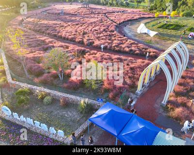 SUZHOU, CHINA - 23. OKTOBER 2022 - Luftfoto vom 23. Oktober 2022 zeigt Touristen, die die blühende Landschaft des Pink Muhlygrass in Suzhou, Jiangsu, besuchen Stockfoto