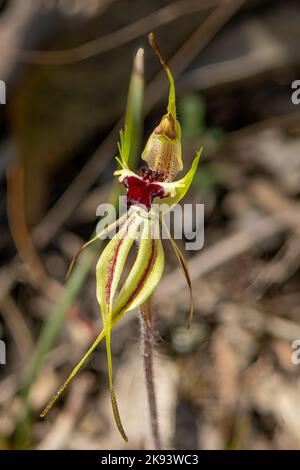 Caladenia parva, braune Spinnenorchidee Stockfoto