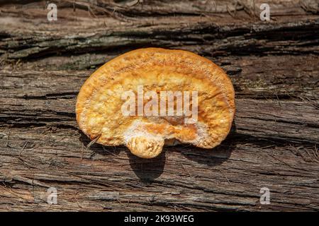 Pycnoporus coccineus, Scharlachpilz Stockfoto