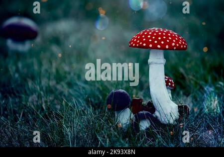 Fliegenpilze sind fabelhaft. Pilze wachsen in einem fabelhaften dunklen mystischen Wald. Stockfoto