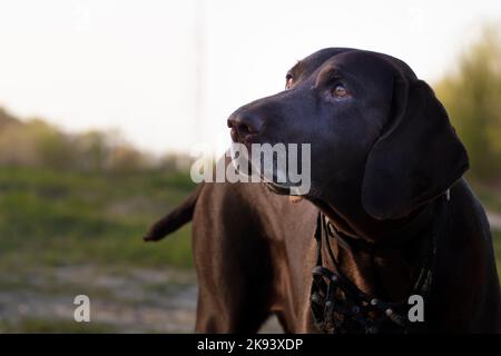 Hund Deutsch kurzhaarige Zeiger Rasse Nahaufnahme. Stockfoto