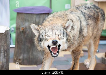 Gestopfter Wolf mit grinsenden Mund. Stockfoto