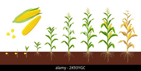 Wachstumsphasen von Mais. Entwicklung von landwirtschaftlichen Pflanzen, Entwicklungsstufe oder Entwicklung von landwirtschaftlichen Kulturpflanzen Maisanbauphasen bilden Samen mit Wurzeln im Boden zum Sämling, Pflanze bereit für die Ernte Stock Vektor