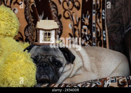 Mops-Hund schläft am Nachmittag auf einem Sessel in einem Raum mit einem kleinen Holzhaus Stockfoto