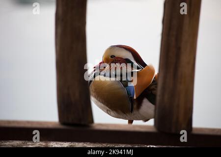 Die Mandarinente sitzt am Ufer des Sees hinter dem Zaun. Strahlend schönes Vogelgefieder Stockfoto