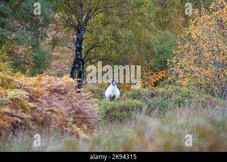 Schwarzgesichtsschafe im Herbst, Glen Lyon, Aberfeldy, Perth und Kinross, Schottland, UK Stockfoto