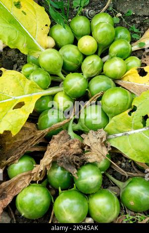 Mehrjährig, Pflanze, Früchte, Krautig, Pflanzen, Reif, Beeren, Devils Apple, Mandrake, Mandragora Stockfoto