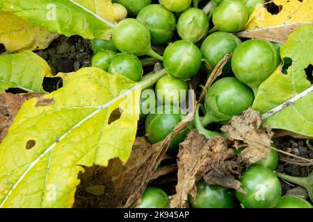 Mandrake die Zauberpflanze Mandrake die geheimnisvolle Pflanze des Mittelalters Devils Apfel, Früchte, Mandragora officinarum Beeren Stockfoto