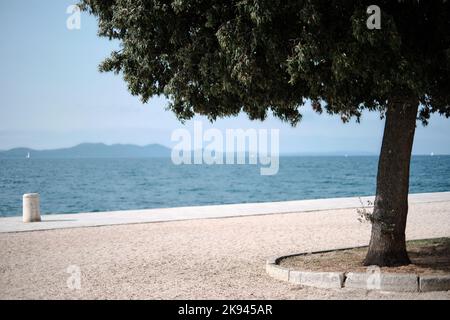 Ugljan von der Strandpromenade der Altstadt von Zadar aus gesehen, mit einem Olivenbaum im Vordergrund Stockfoto