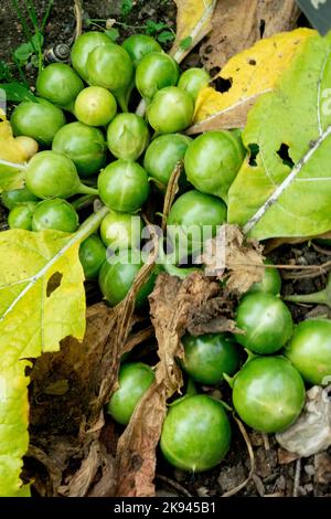 Magische Pflanze, Mandrake, Devils Apfelfrüchte, Mandragora officinarum, Reifung, Beeren Stockfoto