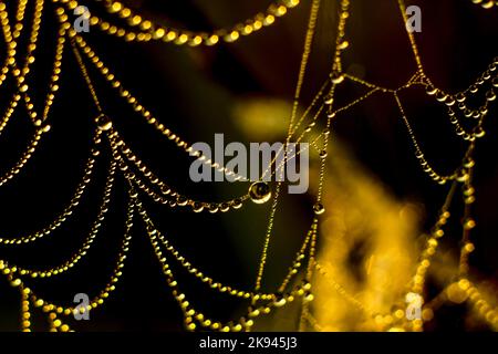 Tautropfen im Netz glitzern im Licht der Morgensonne Stockfoto