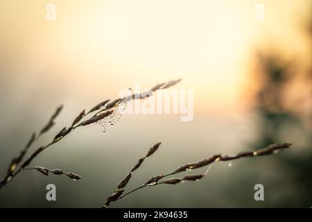 Im Licht der Morgensonne glitzern Tautropfen auf einem Grasnetz, das an Grasstämmen hängt Stockfoto