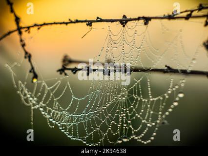 Tautropfen auf einem Grasnetz, das an Grasstämmen hängt, glitzern im Licht der Morgensonne wie Diamanten in einer Halskette. Stockfoto