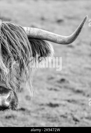 Highland-Kuh Stockfoto