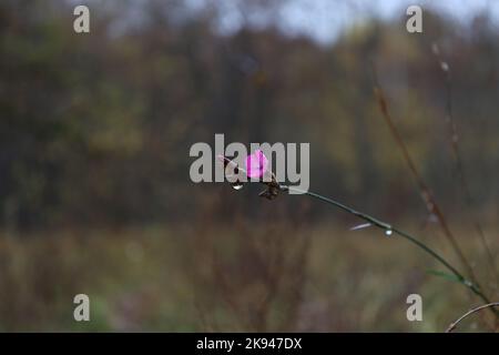 Dianthus carthusianorum auf der regnerischen Wiese, karthusische rosa Blumen im Herbstwald Stockfoto