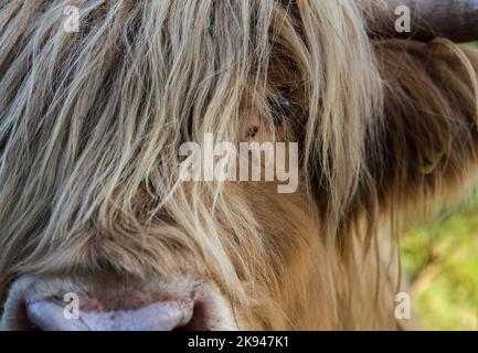 Nahaufnahme des schottischen Hochlandcattes mit viel Fell in der Nähe der Augen Stockfoto