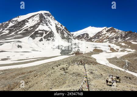 Schneebedeckte Himalaya-Berge ragen über Pferden auf, die in der Wildnis der Zanskar Range in der Nähe des Höhenpasses von Shingo La grasen. Stockfoto