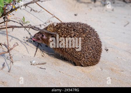 Southern white-breasted Igel (Erinaceus concolor) (AKA Osteuropäischer Igel) Dieser Igel ist ein Allesfresser und ist bekannt für ein breites ra Essen Stockfoto