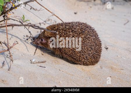 Southern white-breasted Igel (Erinaceus concolor) (AKA Osteuropäischer Igel) Dieser Igel ist ein Allesfresser und ist bekannt für ein breites ra Essen Stockfoto