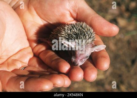 Ein Wurf junger südlicher Weißbrustigel (Erinaceus concolor) (AKA Osteuropäischer Igel) dieser Igel ist ein Allesfresser und wurde Kno Stockfoto