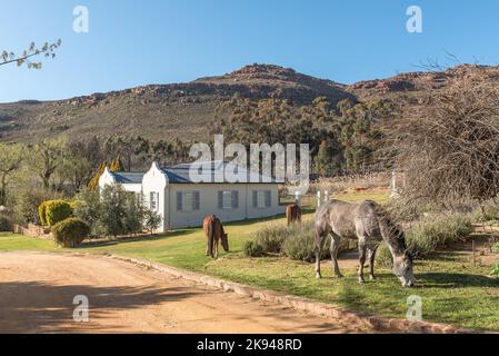 DWARSRIVIER, SÜDAFRIKA - SEP 6, 2022: Landschaft bei Dwarsrivier am westlichen Kap Cederberg. Pferde sind sichtbar Stockfoto