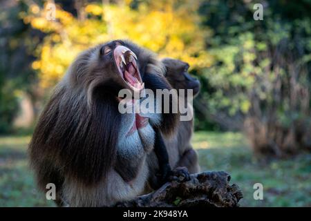 Alpha Männchen von Gelada Baboon - Theropithecus gelada, schöner Bodenprimat. Affe zeigt große Zähne. Stockfoto