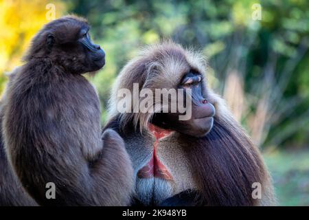 Familie der Gelada-Paviane (Theropithecus gelada) Stockfoto