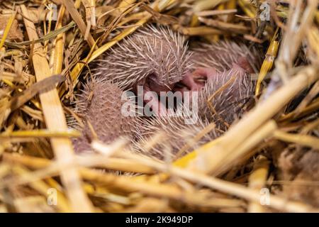 Ein Wurf junger südlicher Weißbrustigel (Erinaceus concolor) (AKA Osteuropäischer Igel) dieser Igel ist ein Allesfresser und wurde Kno Stockfoto