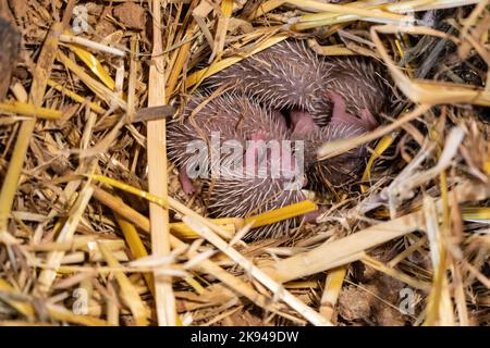 Ein Wurf junger südlicher Weißbrustigel (Erinaceus concolor) (AKA Osteuropäischer Igel) dieser Igel ist ein Allesfresser und wurde Kno Stockfoto