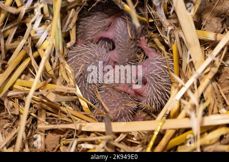 Ein Wurf junger südlicher Weißbrustigel (Erinaceus concolor) (AKA Osteuropäischer Igel) dieser Igel ist ein Allesfresser und wurde Kno Stockfoto