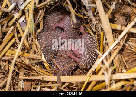 Ein Wurf junger südlicher Weißbrustigel (Erinaceus concolor) (AKA Osteuropäischer Igel) dieser Igel ist ein Allesfresser und wurde Kno Stockfoto