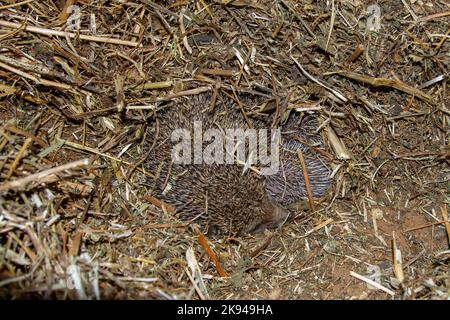 Ein Wurf junger südlicher Weißbrustigel (Erinaceus concolor) (AKA Osteuropäischer Igel) dieser Igel ist ein Allesfresser und wurde Kno Stockfoto