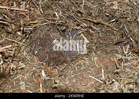 Ein Wurf junger südlicher Weißbrustigel (Erinaceus concolor) (AKA Osteuropäischer Igel) dieser Igel ist ein Allesfresser und wurde Kno Stockfoto