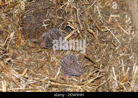 Ein Wurf junger südlicher Weißbrustigel (Erinaceus concolor) (AKA Osteuropäischer Igel) dieser Igel ist ein Allesfresser und wurde Kno Stockfoto