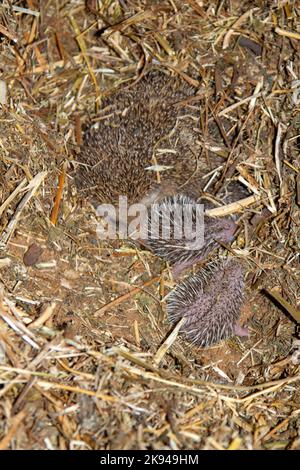 Ein Wurf junger südlicher Weißbrustigel (Erinaceus concolor) (AKA Osteuropäischer Igel) dieser Igel ist ein Allesfresser und wurde Kno Stockfoto